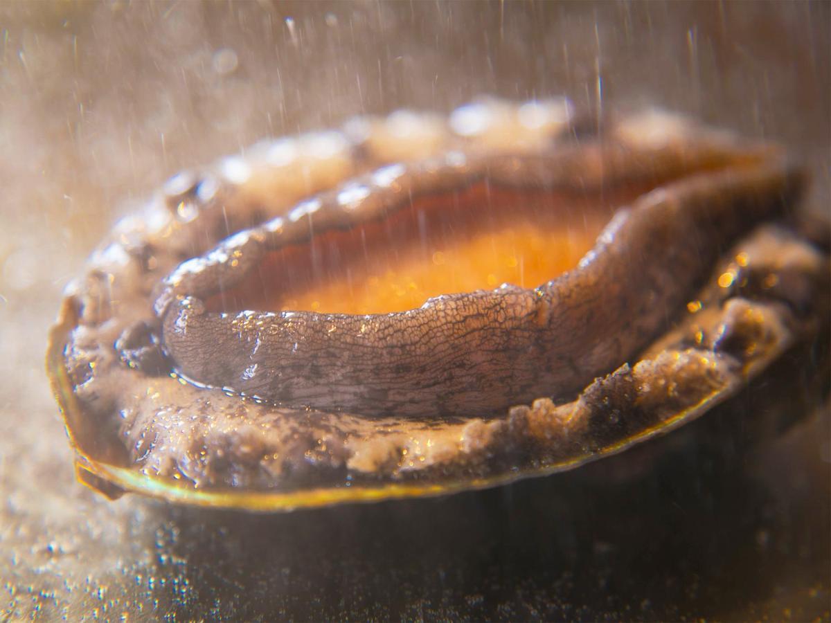 Iki Stellacote Taiankaku Eksteriør bilde